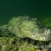 crocodile_american_nc_jar_h_0781_cub7073.jpg